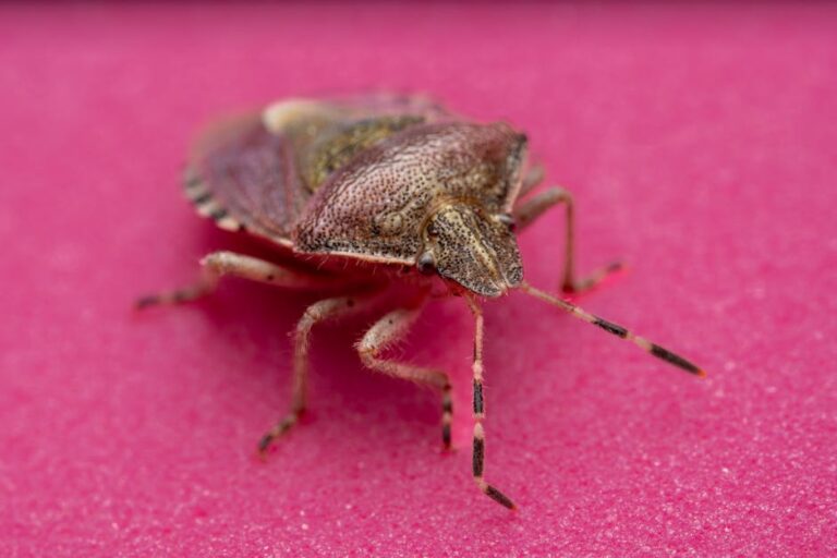 Bedbug Extermination