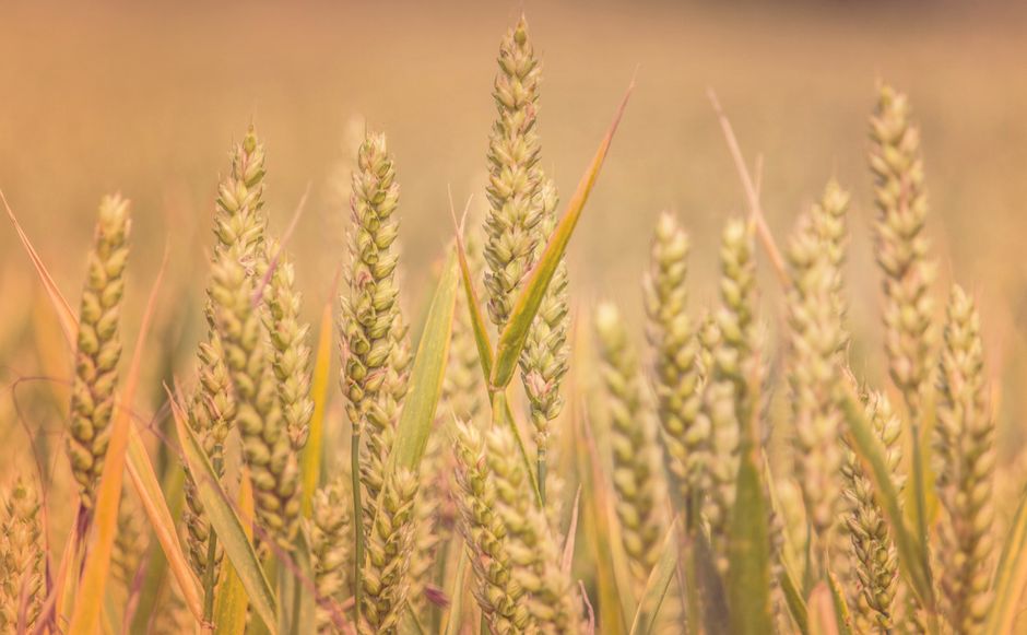 organic agricultural supplies