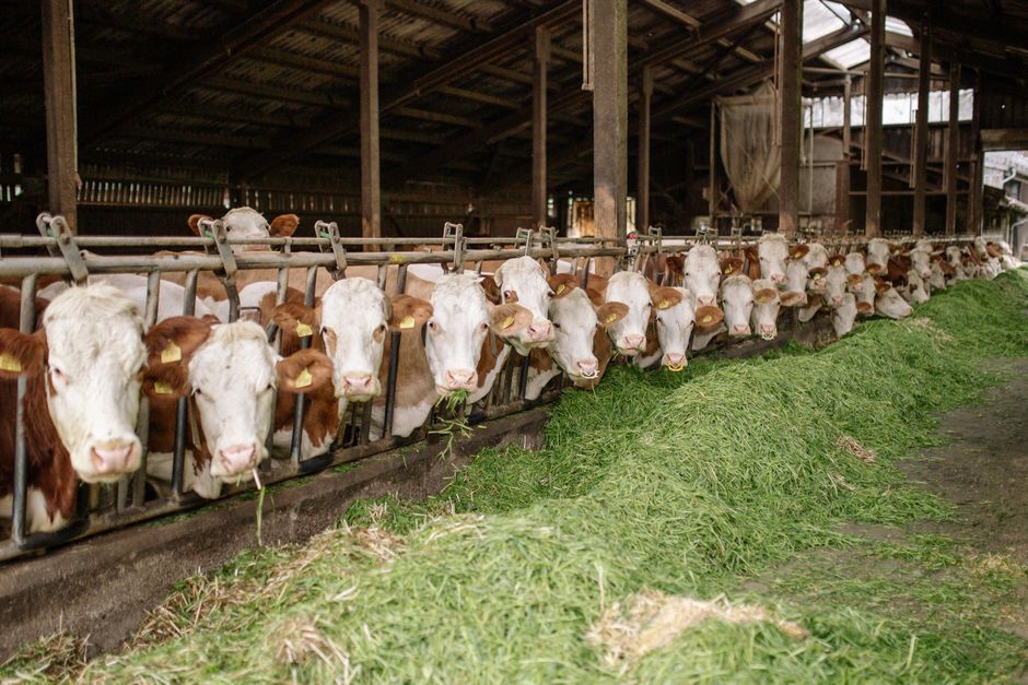 supplier of livestock feed