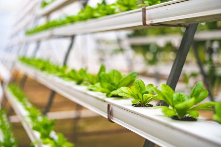 aquaponics kit