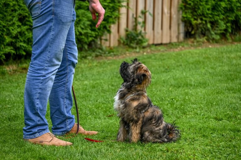 犬のしつけ教室