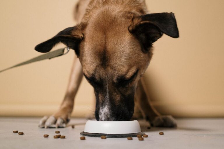 raw dog food delivery