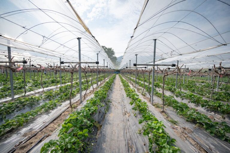 vertical farming technology