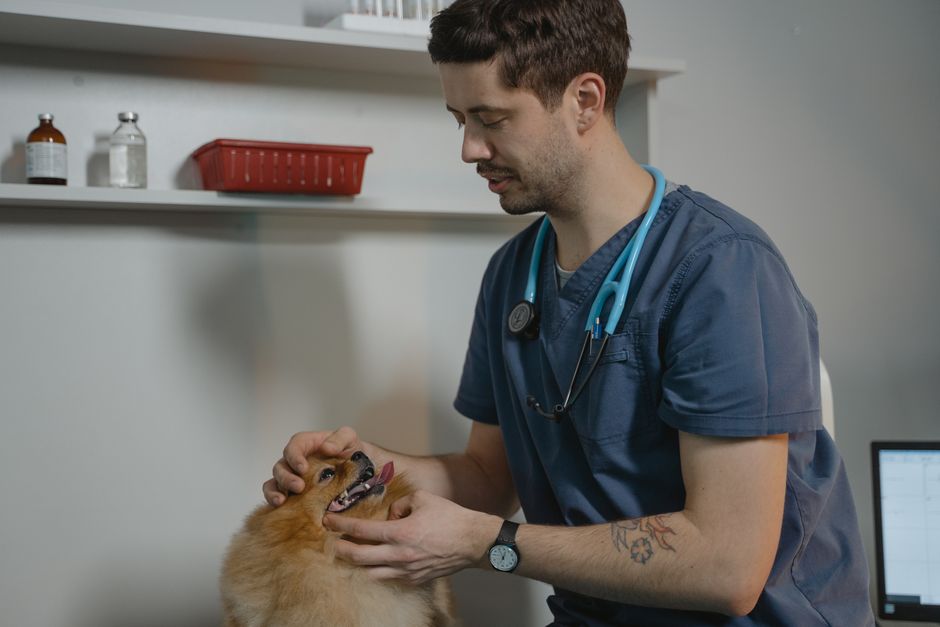 clínica veterinaria reserva